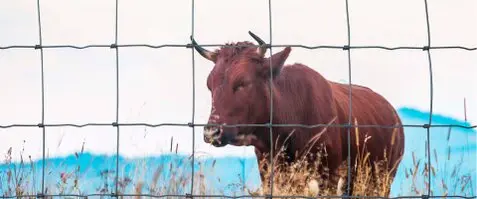 Vallasmetalicos,vallados de fincas cinegéticas ganado,ganadería Vallasmetalicos,vallados de fincas cinegéticas ganado,ganadería